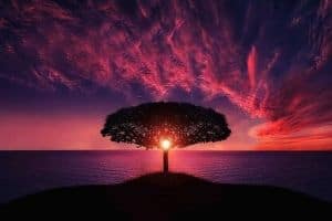 A lonely tree and an amazing sunset.