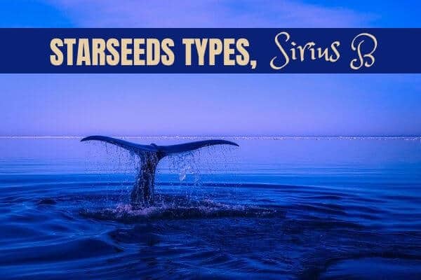 Starseeds Types, Sirius B