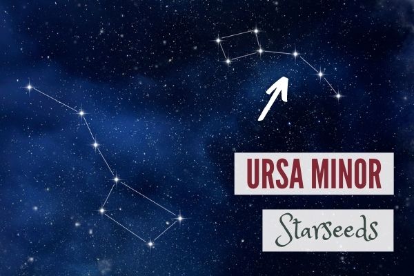 Ursa Minor (the Little Bear) Starseeds