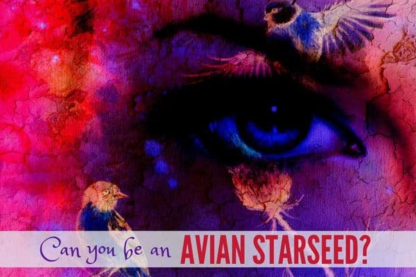 Can you be an Avian Starseed?